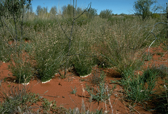 Habit (photo) © J. Palmer
