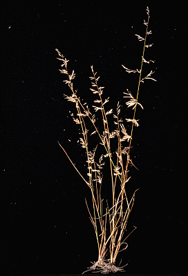 Habit (photo) © E.Anderson