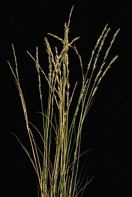 Inflorescence (photo) © E.Anderson