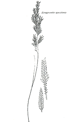 Inflorescence and details (line drawing) © Gardner 1952