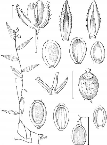 Illustration of Type Specimen from Austrobaileya (2010) by W.A. Smith
