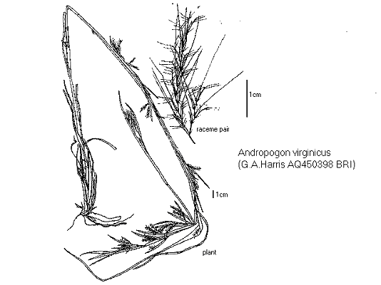 Habit, inflorescence and spikelet (line drawing) © Queensland Herbarium by Will Smith