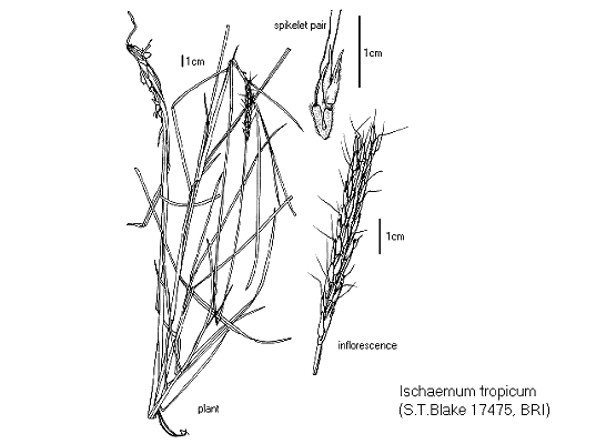Habit and inflorescence (line drawing) © Queensland Herbarium by Will Smith