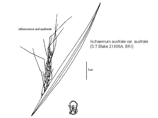 Inflorescence (line drawing) © Queensland Herbarium by Will Smith