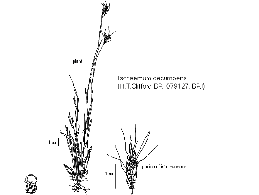 Habit and inflorescence (line drawing) © Queensland Herbarium by Will Smith
