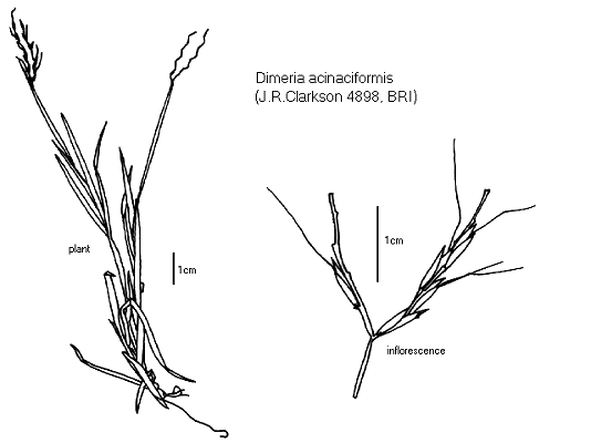 Habit and inflorescence (line drawing) © Queensland Herbarium by Will Smith