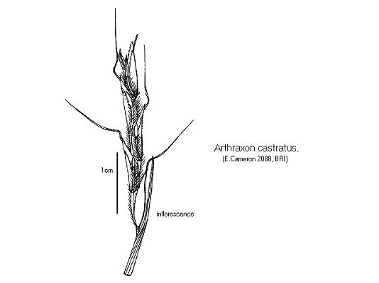 Inflorescence (line drawing) © Queensland Herbarium Drawn by Will Smith