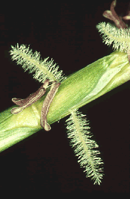 Inflorescence detail (photo) © Watson and Dallwitz 1998