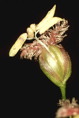 Spikelet (photo) © Watson and Dallwitz 1998