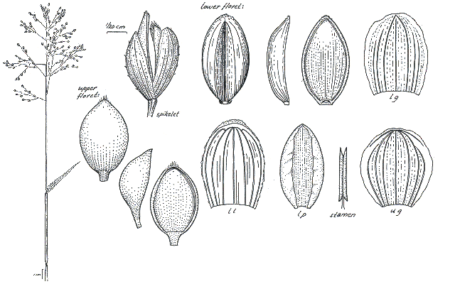 Habit and details (line drawing) © Darwin Herbarium by Monika Osterkamp Madsen