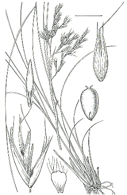 Habit and details (line drawing) © Australian Biological Resources Study drawing by C.E. Smith