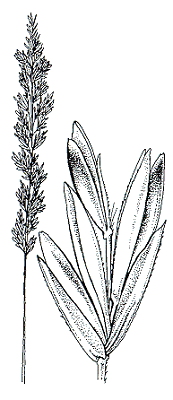 Inflorescence and spikelet (line drawing) © Flora of Victoria pg 458