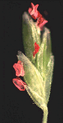 Spikelet (photo) © Watson and Dallwitz 1998