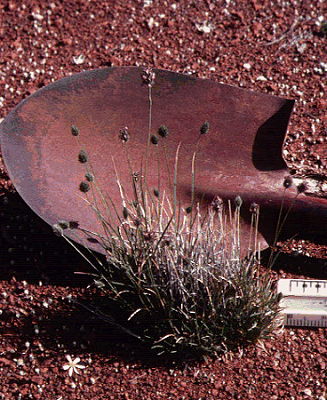 Habit (photo) © Watson and Dallwitz 1998