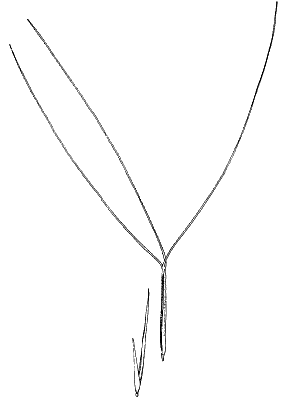 Spikelet (line drawing) © Simon 1992 by Will Smith