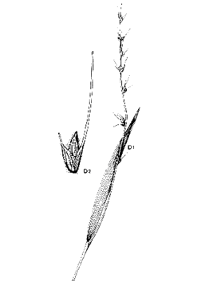 Inflorescence and spikelet (line drawing) © Stanley and Ross 1989 O. undulatifolius var. mollis
