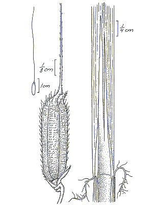 Spikelet and ligule (line drawing) © Darwin Herbarium by Monika Osterkamp Madsen
