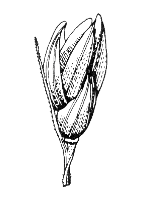 Spikelet (line drawing) © Stanley and Ross 1989