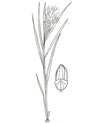 Inflorescence and spikelet (line drawing) © Australian Biological Resources Study drawing by Enid Mayfield