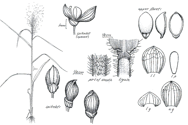 Habit and details (line drawing) © Darwin Herbarium by Monika Osterkamp Madsen