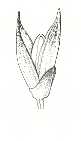 Spikelet (line drawing) © Flora of Victoria pg 589