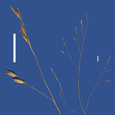 Inflorescence and detail of inflorescence (scanned specimen) © Queensland Herbarium by Will Smith