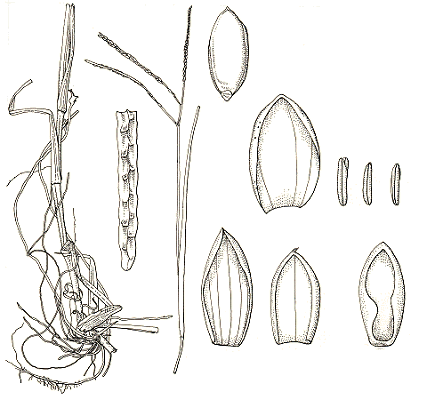 Habit and detail (line drawing) © Simon 1992b