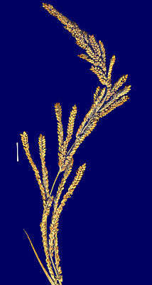 Inflorescence (scanned specimen) © Queensland Herbarium by Will Smith