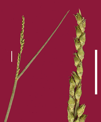 Inflorescence and detail of inflorescence (scanned specimen) © Queensland Herbarium by Will Smith