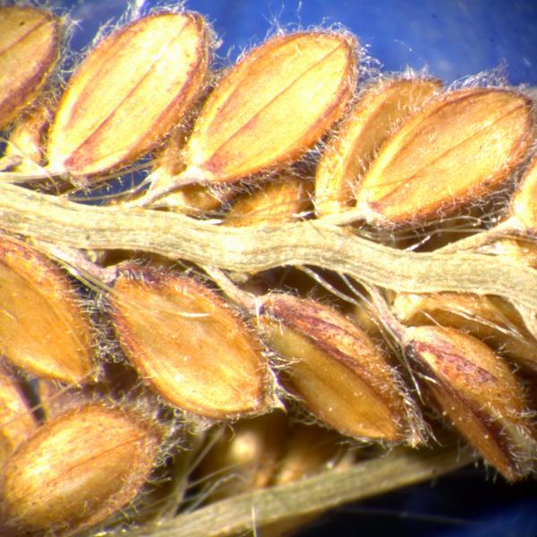 photo © John Thompson AQ292723(BRI)