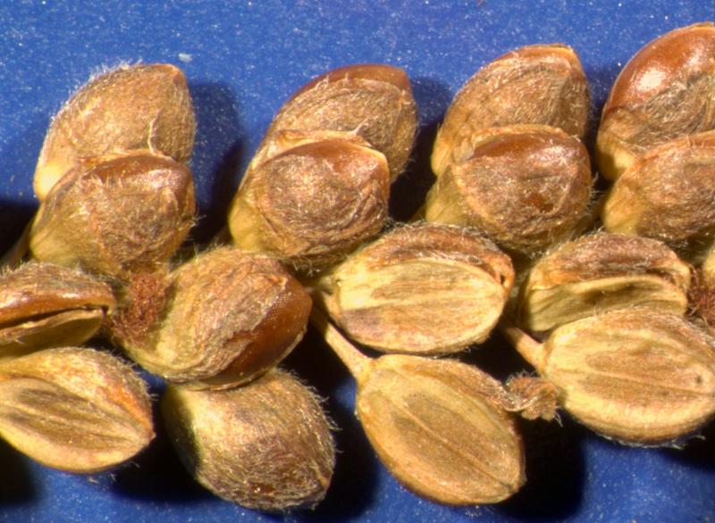 photo © John Thompson AQ462567 (BRI)