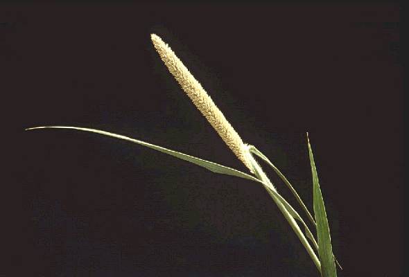 Inflorescence (photo) © Watson and Dallwitz 1998