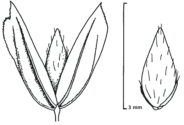 Spikelet and lemma (line drawing) © Wheeler et al. 1990