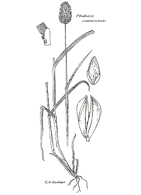 Habit, spikelet and lemmas (line drawing) © Gardner 1952