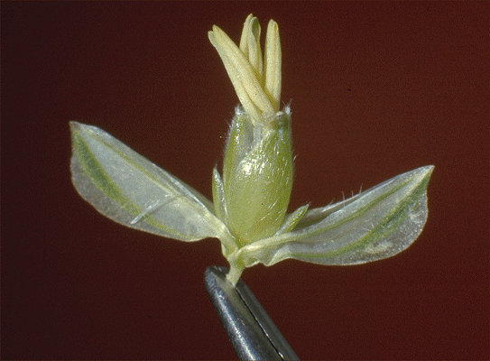 Spikelet (photo) © M.B. Williams