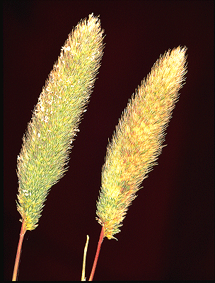 Inflorescence (photo) © S. Jacobs