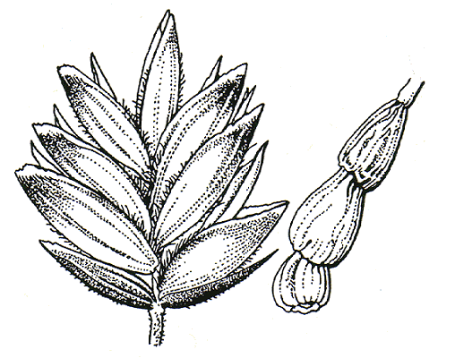 Spikelet and swollen basal internodes (line drawing) © Flora of Victoria pg 422
