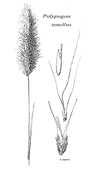 Habit and details (line drawing) © Gardner 1952