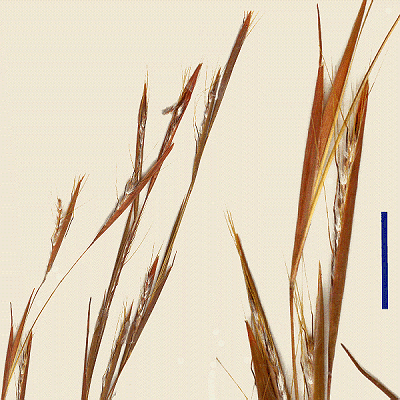 Inflorescence and detail of inflorescence (scanned specimen) © Queensland Herbarium by Will Smith