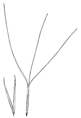 Spikelet (line drawing) © Simon 1992 by Will Smith