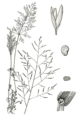 Habit and details (line drawing) © Simon and Jacobs 1999 plant, inflorescence, spikelet, grain, transverse section of grain, junction of leaf blade and sheath showing ligule drawn by M.Saul