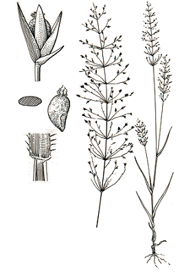 Habit and details (line drawing) © Simon and Jacobs 1999 plant, inflorescence, spikelet, grain, transverse section of grain, junction of leaf blade and sheath showing ligule drawn by M.Saul