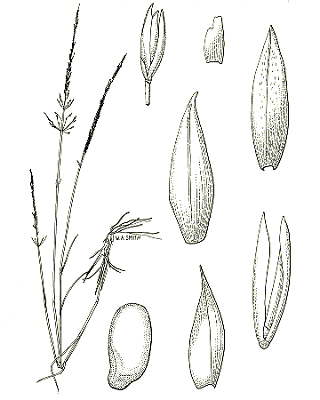 Habit and details (line drawing) © Simon 1993 by Will Smith