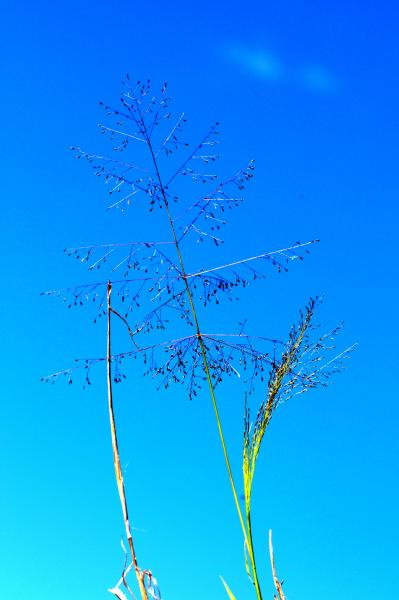 Inflorescence (photo) © J.Hosking