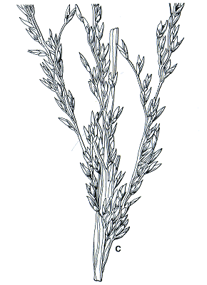 Inflorescence (line drawing) © Simon and Jacobs 1999 drawn by Will Smith