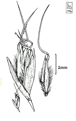 Spikelets and lemma (line drawing) Lazarides 1997b drawn by L.Spindler
