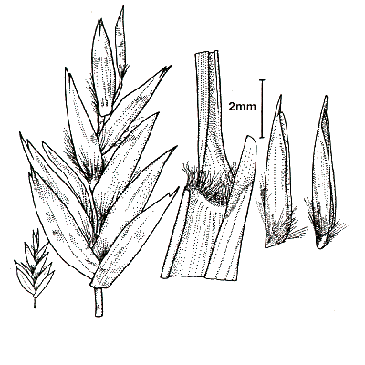 Spikelet, ligule and auricle, lemma (line drawing) Lazarides 1997b drawn by L.Spindler
