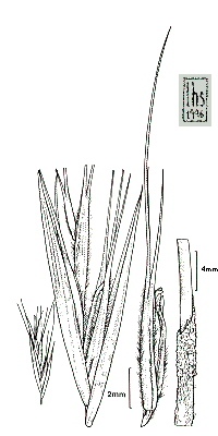 Spikelet, floret, leaf (line drawing) Lazarides 1997b drawn by L.Spindler