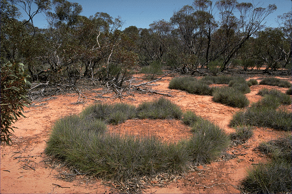 Habit (photo) © ANBG photo M. Fagg