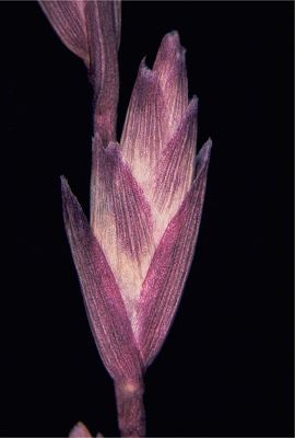 Spikelet (photo) © J. Mant